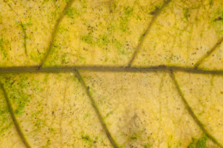 Yellow mango leaf close up