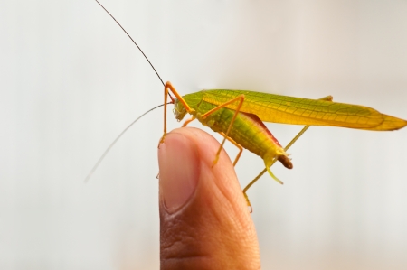 Grasshopper on point finger - close upの写真素材