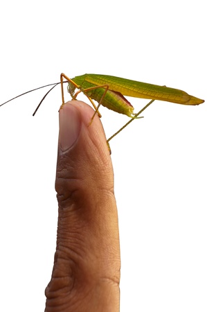 Grasshopper on point finger isolated in white background - close upの写真素材