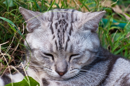 A sleepy American shorthair cat on green grassの写真素材