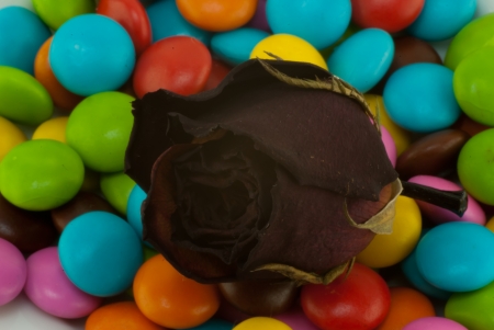 Dried rose on color candy backgroundの写真素材