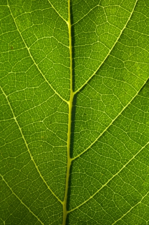 Sugar apple leaf close upの写真素材