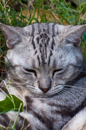 A sleepy American shorthair cat on green grassの写真素材