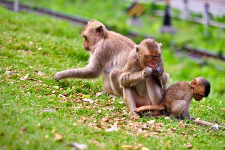 Monkey family eating nutの写真素材