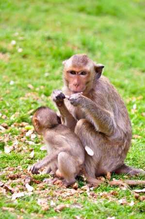 Female monkey with her baby eat nutの写真素材
