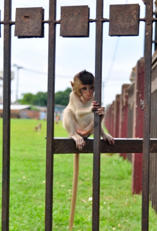 Monkey baby sits on fenceの写真素材