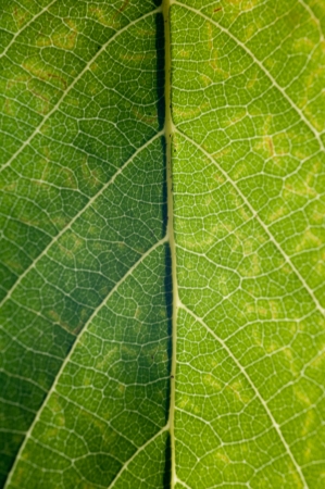 Sugar apple leaf close upの写真素材