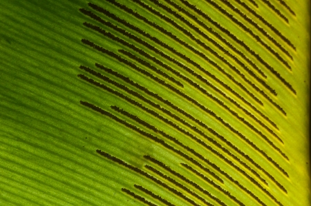 A spore on fern leaf - close upの写真素材