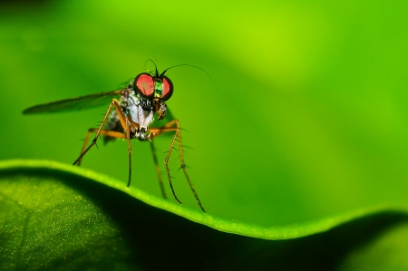 A house fly on green leaf - close upの写真素材