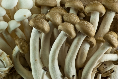 Brown Japanese mushroom close upの写真素材