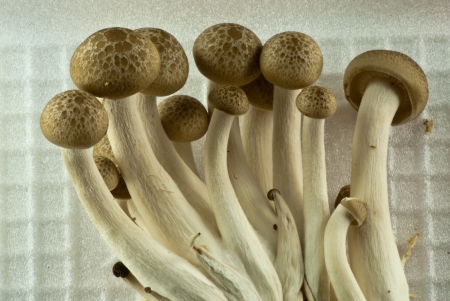 Brown Japanese mushroom close up on plastic containerの写真素材