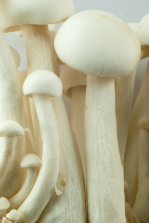 Japanese mushroom close upの写真素材