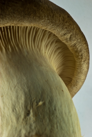Japanese mushroom close upの写真素材