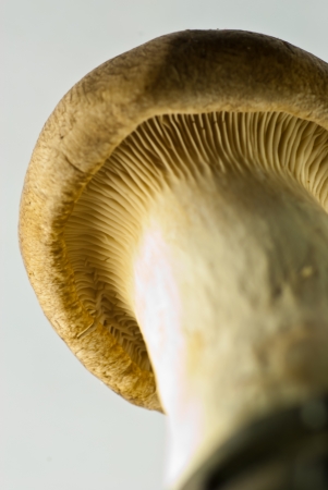 Japanese mushroom close upの写真素材