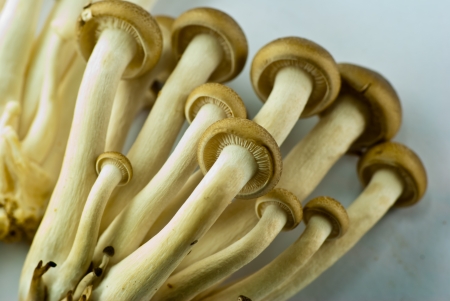 Japanese mushroom close upの写真素材