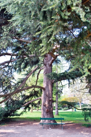 A big tree behide the benchの写真素材