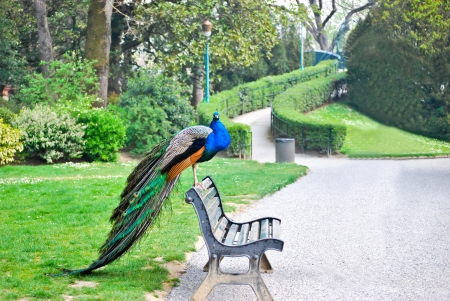 A peacock in the parkの写真素材