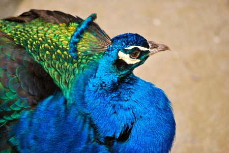 A close up peacockの写真素材