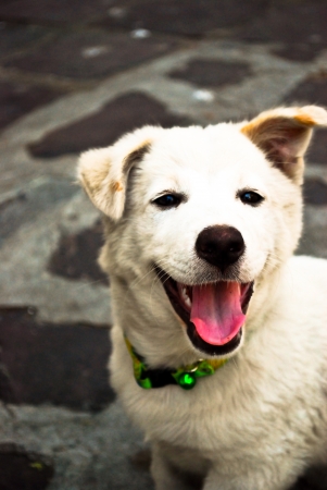 A white street dogの写真素材