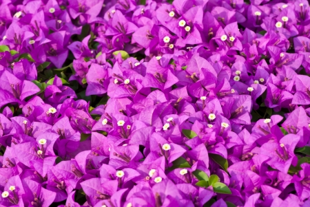 Pink bougainvillea flowers textureの写真素材