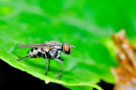 Insect macro photographの写真素材
