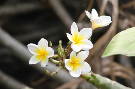 White flowers close upの写真素材