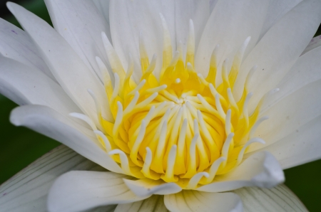 White lotus close upの写真素材