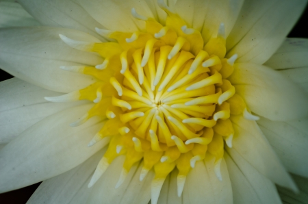 White lotus close upの写真素材