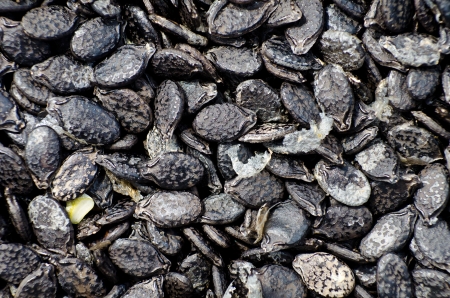 Dried watermelon seed close upの写真素材