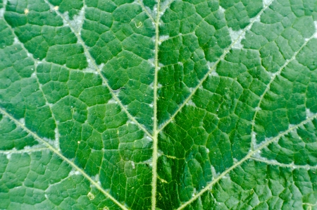 Green leaf texureの写真素材