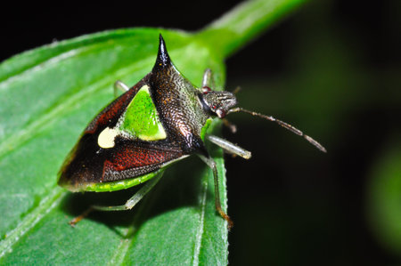 Insect macro photograph