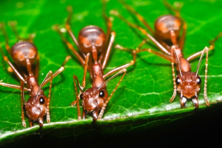 Ant macro photographの写真素材