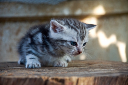Litter American shorthair kitty on tree stemの写真素材