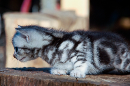 Litter American shorthair kitty on tree stemの写真素材