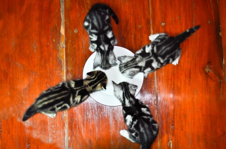 Four American shorthair kitty drinking milkの写真素材