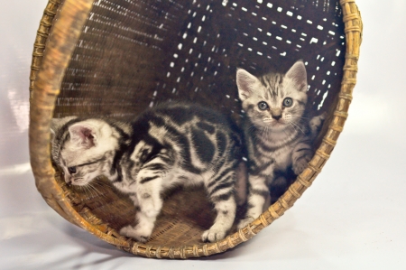Four American shorthair kitty drinking milkの写真素材