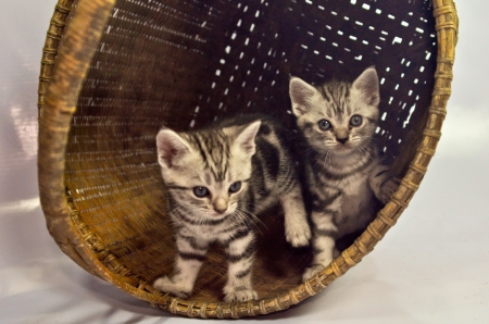 Four American shorthair kitty drinking milkの写真素材