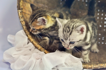 Four American shorthair kitty drinking milkの写真素材
