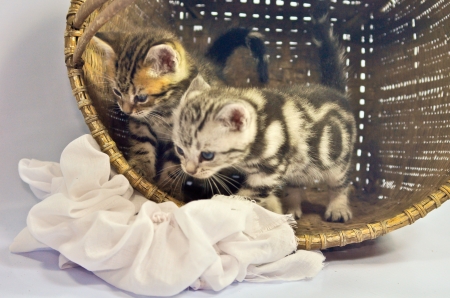 Four American shorthair kitty drinking milkの写真素材