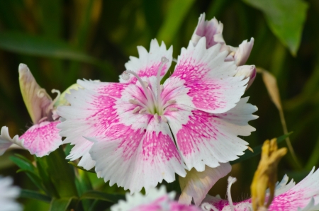 Dianthus flowerの写真素材