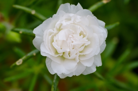 White flower close upの写真素材