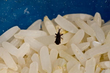 A bug on riceの写真素材