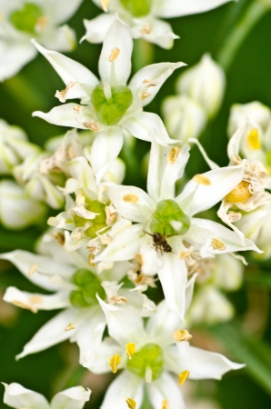 Pretty White Flowers textureの写真素材