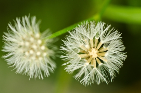 Pretty White Flowers textureの写真素材