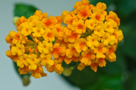 Pretty Orange Flowers textureの写真素材