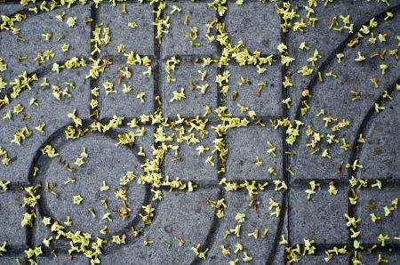 Pretty White Flowers on the floor textureの写真素材