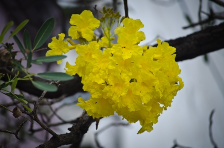 Pretty Yellow Flowers textureの写真素材