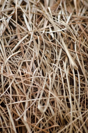 Close up bird net textureの写真素材