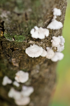 Small white mushroomの写真素材