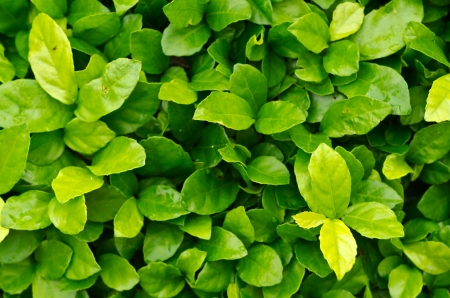 Green leaf texureの写真素材